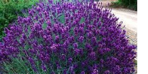Lavender Hidcote Plug Plants