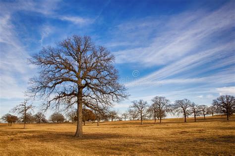 Texas Winter Sky Stock Image Image Of Winter Pasture 28273181