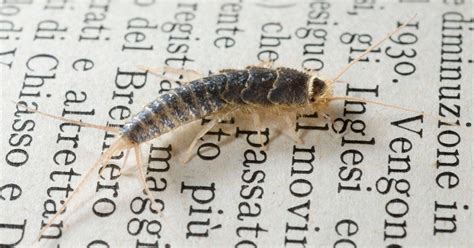 Silverfish Where They Come From And What To Do To Get Rid Of Them Get