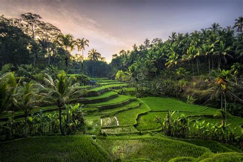 Tegalalang Rice Terrace Bali Indonesia Stock Image Image Of Paddy Scenic 67674879