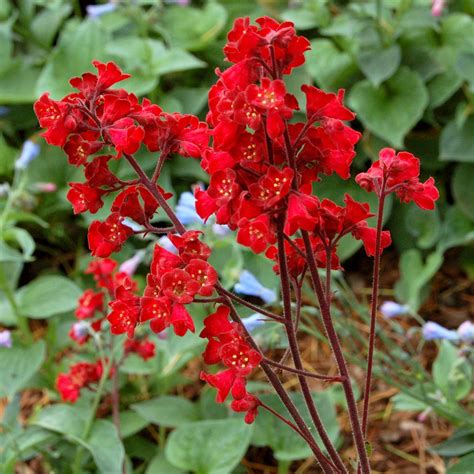 Flowers for all occasions blood cultures. Heuchera 'Blood Red' | TERRA NOVA® Nurseries, Inc.