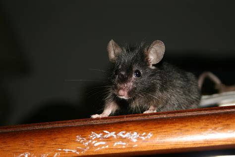 R Wright Photography My Black Mouse
