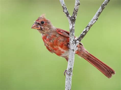 Juvenile Cardinals Identification Guide With Pictures Birdfact