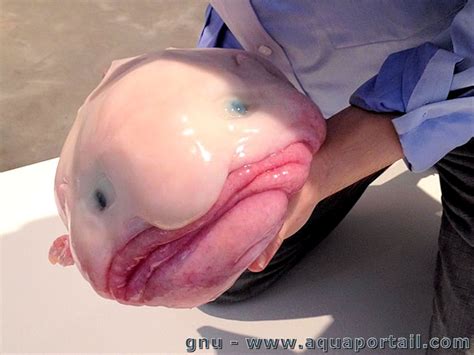 画像30枚 不思議で神秘的 深海魚の高画質画像 写真まとめサイト Pictas