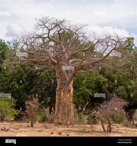 A Baobab Tree In Limpopo Province South Africa Stock Photo Alamy