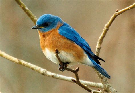 Beautiful Blue Bird Pictures Incredible Snaps