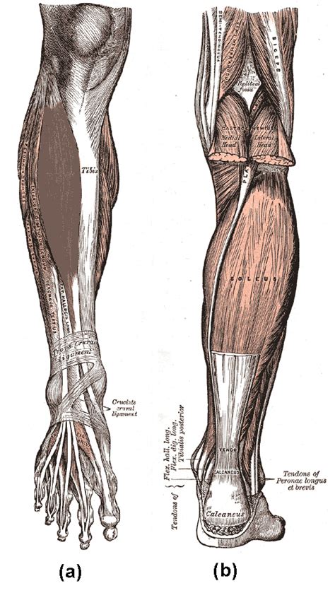 Anterior Calf Muscles