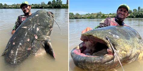 Angler Catches Pending World Record Wels Catfish Outdoor Life