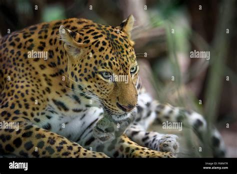 Female Jaguar Resting Closeup Portrait Stock Photo Alamy