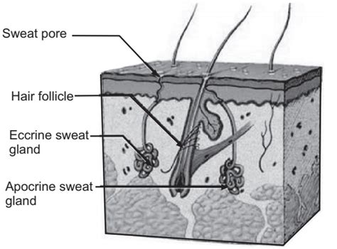 Sweat Gland Anatomy