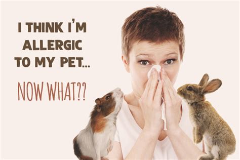 What To Do If You Are Allergic To Your Rabbit