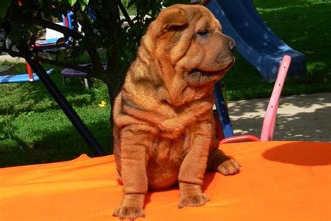 Shar Pei Puppies Breed Information And Puppies For Sale