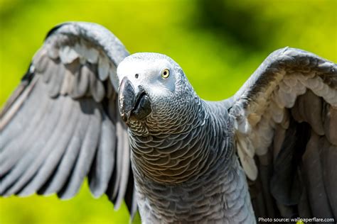 Interesting Facts About Grey Parrots Just Fun Facts