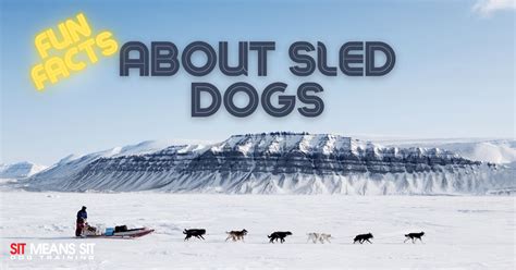 Fun Facts About Sled Dogs Sit Means Sit Massachusetts