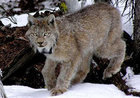 Colorado Wildlife Officials Say Their Effort To Reintroduce The Lynx Is