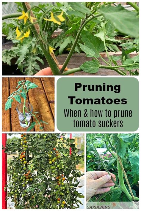 Tomato Plant Suckers When And How To Prune Tomato Plants Tomato