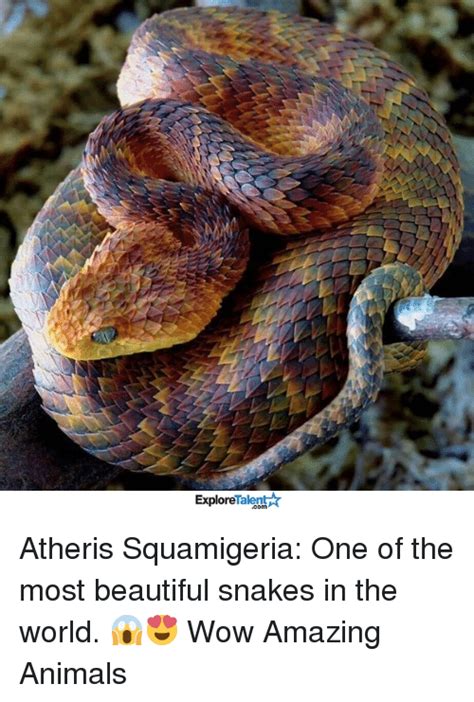Talent Explore Atheris Squamigeria One Of The Most Beautiful Snakes In