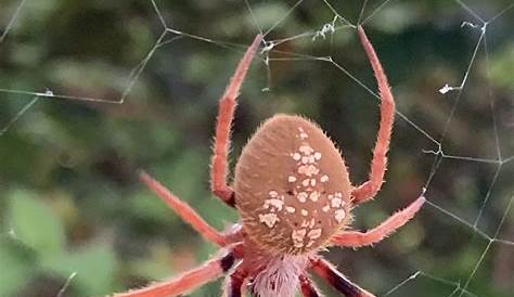 Unidentified spider in Ft Walton Beach , Florida United States
