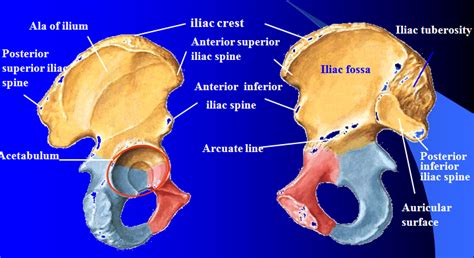 Excavating Bioarchaeology Whats That Bone The Ilium