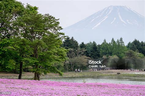 Pink Moss Field At The Fuji Shibazakura Festival Japan Stock Photo