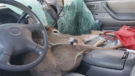 Deer Crashes Through Car Windshield Lands In Seat