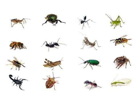 Pulci in casa che non riusciamo ad eliminare aiutoooo. Insetti in casa cosa fare?