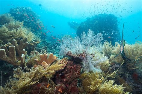 Scuba Diver Exploring Underwater World Of Bali Del Colaborador De