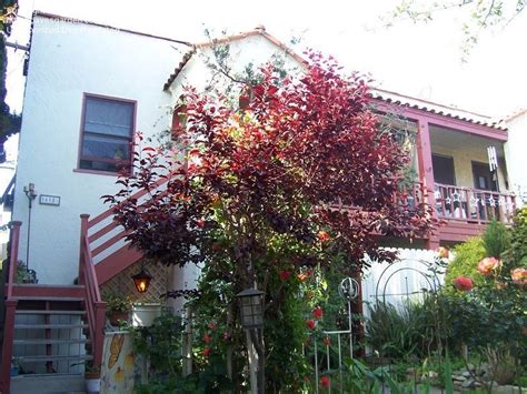 Maybe you would like to learn more about one of these? Trees, Shrubs and Conifers: Purple plum tree, 1 by JasperDale