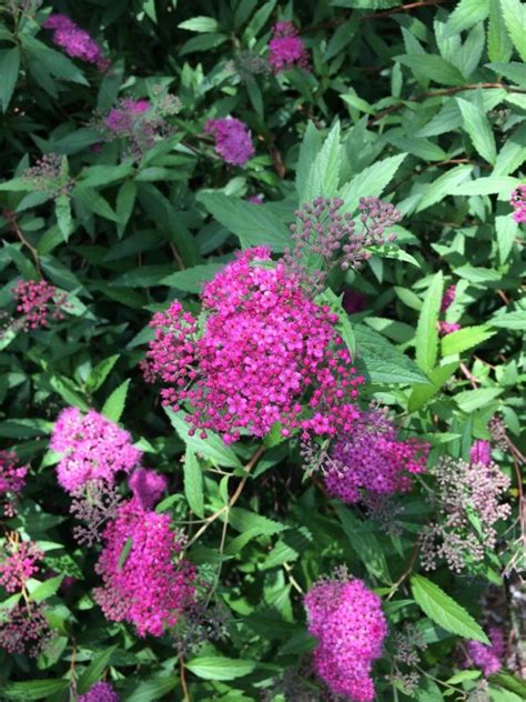 It reliably starts blooming in very late april or early may. Free Plant Identification | Summer flowers, Spirea, Shrubs
