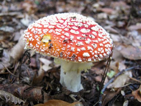 Free Images Red Fungus Mushrooms Toadstools Fly Agaric Bolete