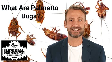 What Are Palmetto Bugs Youtube