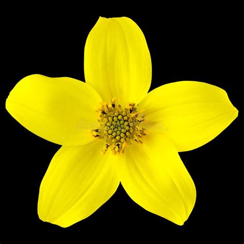 Yellow Wild Flower With Five Petals Isolated Stock Photo Image 25775580