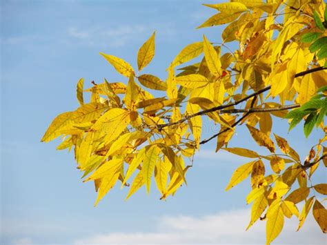 Golden Leaves Stock Photo Image Of Autumn Leaves Golden 60339936