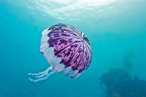 Purple Striped Jellyfish Diagram