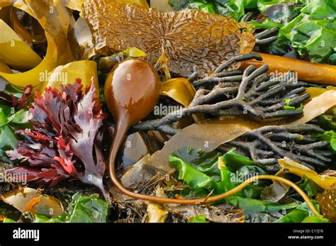 Various Types Of Colourful Seaweed Macrocystis Brown Yellow Green