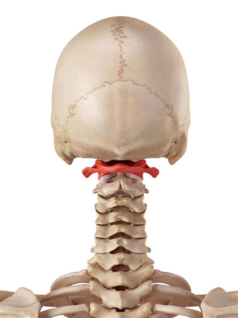 Atlas Orthogonal Cranial Techniques For Head And Neck Pain