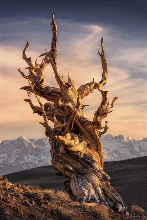 This Is A Bristlecone Pine The Tortured Look Of The