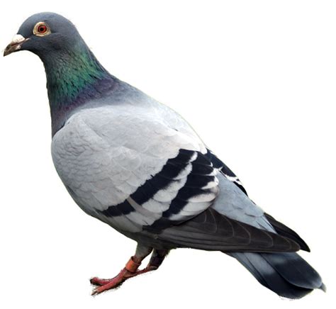 Pigeon Png Image Animal Printables Cute Reptiles Bird Pictures