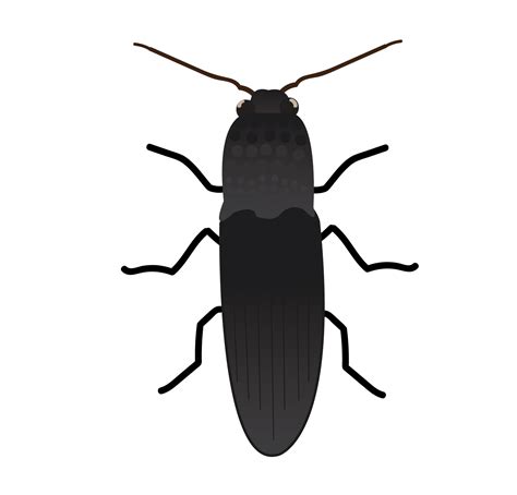 Click Beetle 01 Biologic Company