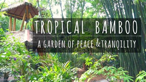 Northern california's largest public bamboo nursery & gardens. Tropical Bamboo Nursery and Gardens. - YouTube | Bamboo ...