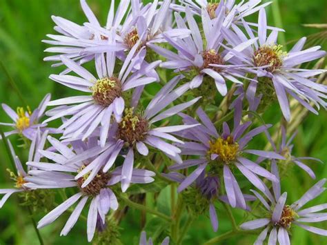 Aster ciliolatus - 329