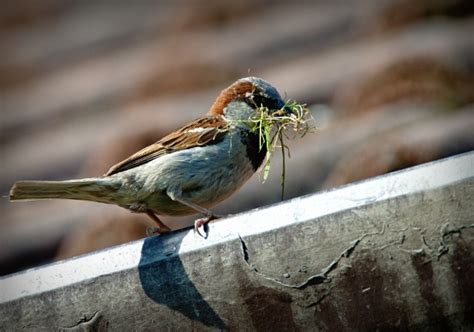 House sparrows (passer domesticus) are one of britain's most unappreciated birds, and are getting welcome to the house sparrow group! House Sparrow Free Stock Photo - Public Domain Pictures