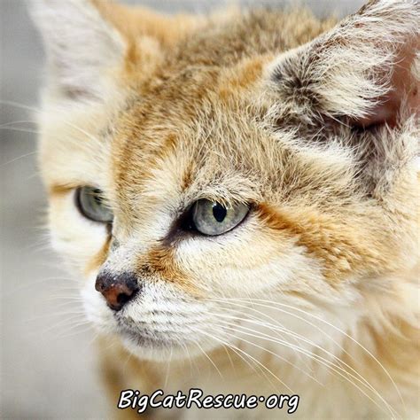 We did not find results for: Join Big Cat Rescue to Support FL Panthers in Ft ...