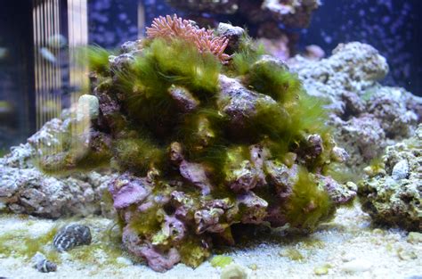 Green Hair Algae Reef Tank