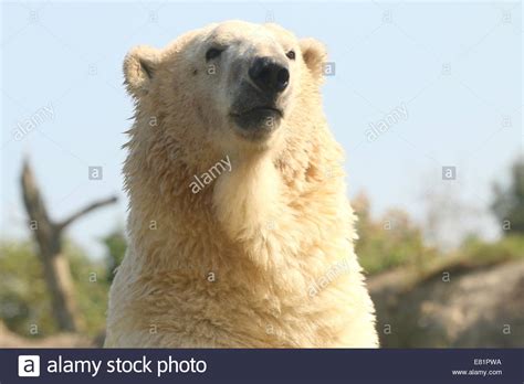 Male Polar Bear Ursus Maritimus Close Up Of Head And Body Set Against