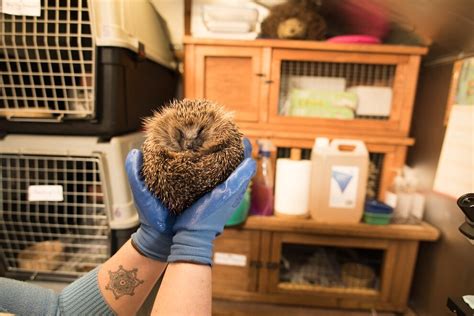 Shed Of The Year Hedgehog Hospital From Ludlow Nominated For Award