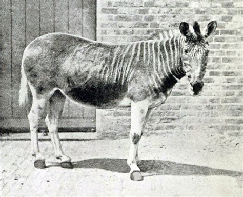 11 Animals That Are Now Extinct And Its Our Fault Huffpost Impact