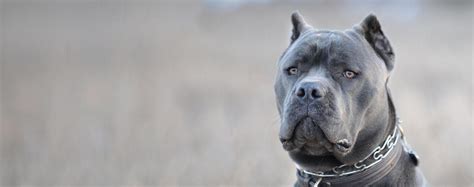 All of our cane corso puppies for sale are raised on a high quality dog food diet with organic meats and goats milk along with multiple supplements to help them and there growing bodies get off to the best possible start to there new life. 63+ Full Grown Blue Eyed Cane Corso in 2020 | Cane corso ...