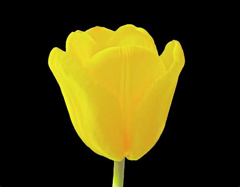 A Beautiful Yellow Tulip For Spring Joy Photograph By Johanna Hurmerinta