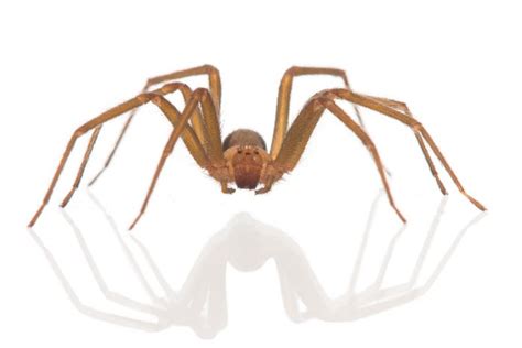 What Does A Brown Recluse Look Like Pictures And More